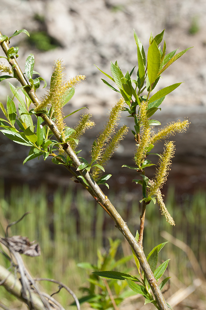 Image of Salix triandra specimen.