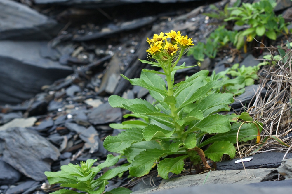 Изображение особи Senecio pseudoarnica.