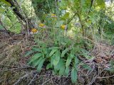 Aster alpinus