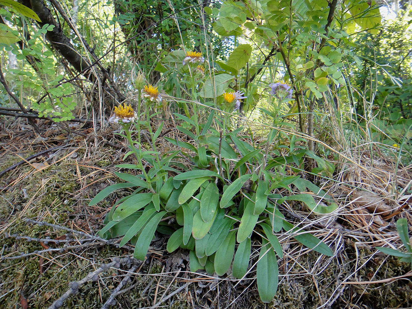 Изображение особи Aster alpinus.