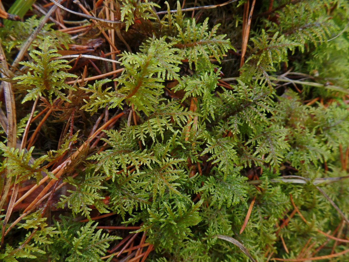 Image of Hylocomium splendens specimen.