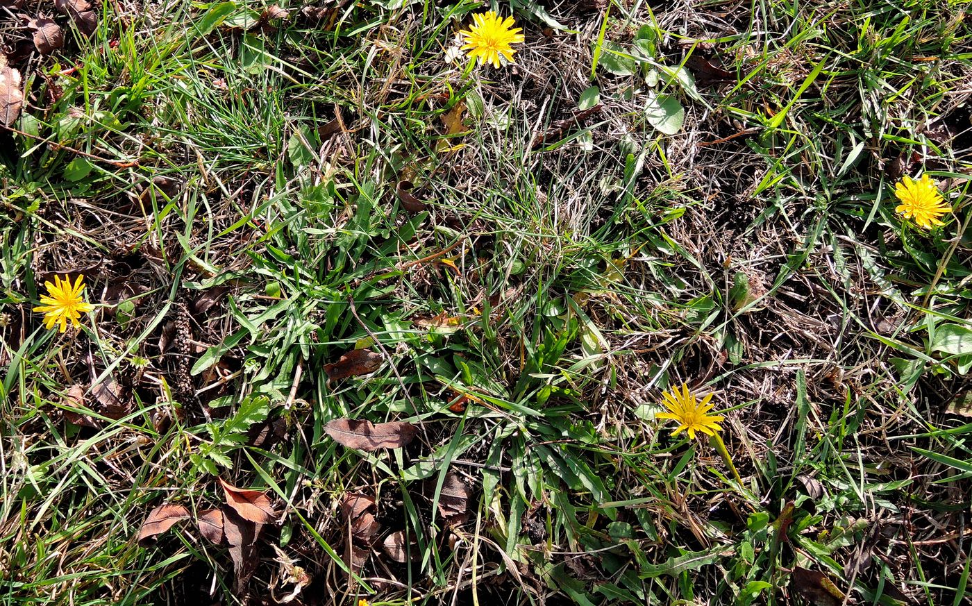 Изображение особи Leontodon autumnalis.