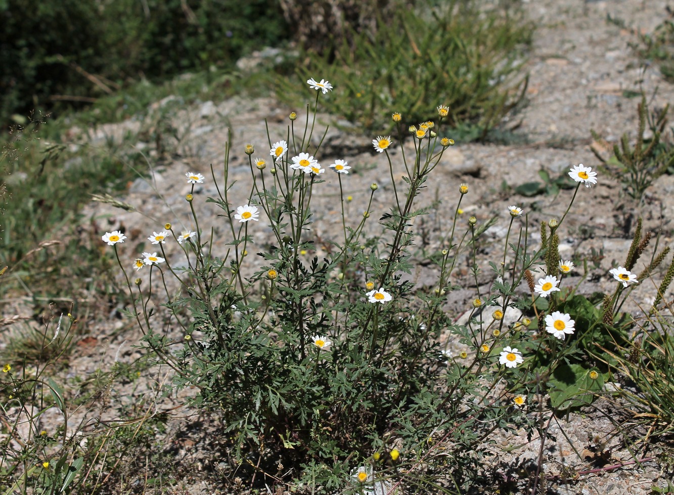 Image of Pyrethrum glanduliferum specimen.