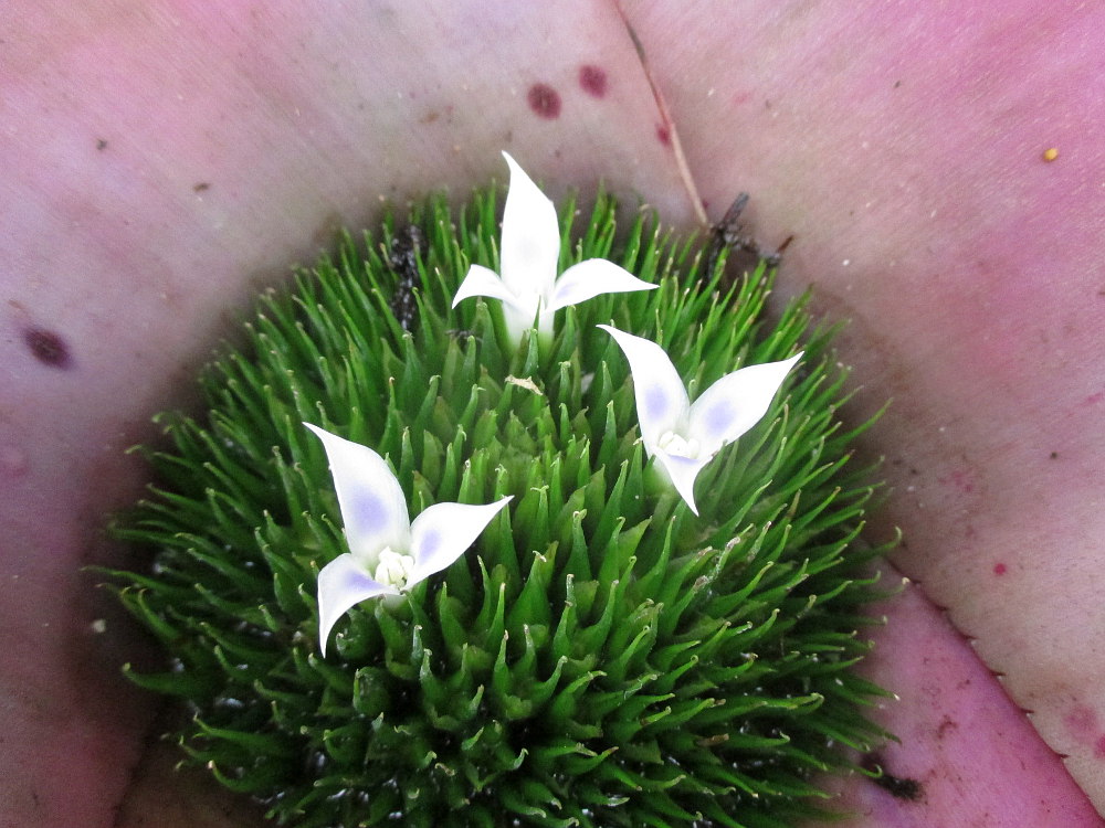 Изображение особи Neoregelia concentrica.