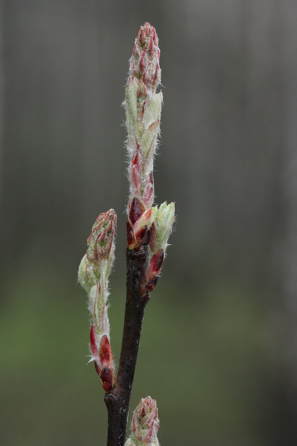 Image of Amelanchier spicata specimen.