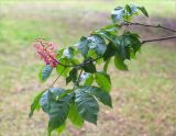 Aesculus × carnea. Верхушка веточки с соцветием. Грузия, Кахетия, с. Цинандали, парк усадьбы А. Чавчавадзе. 03.05.2017.