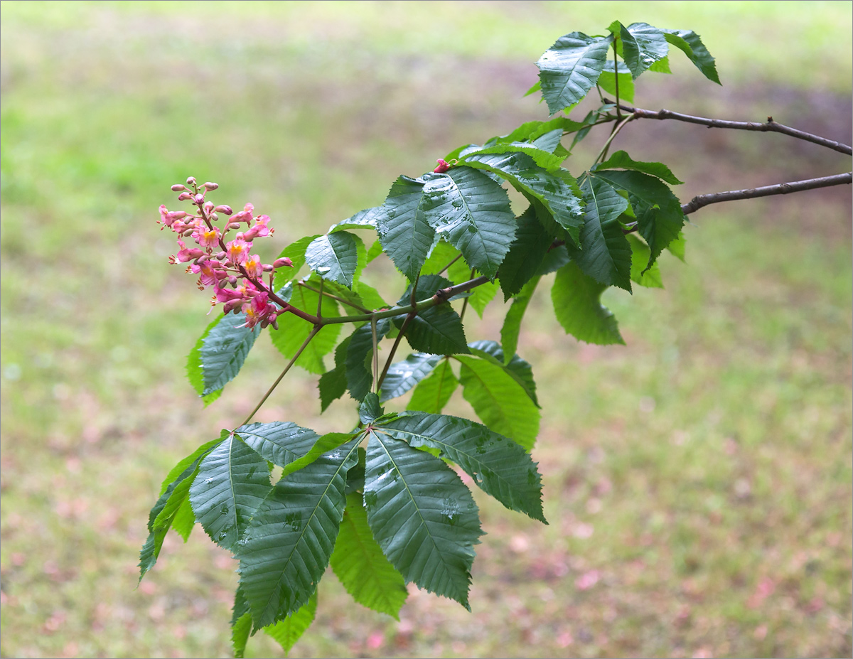 Image of Aesculus &times; carnea specimen.