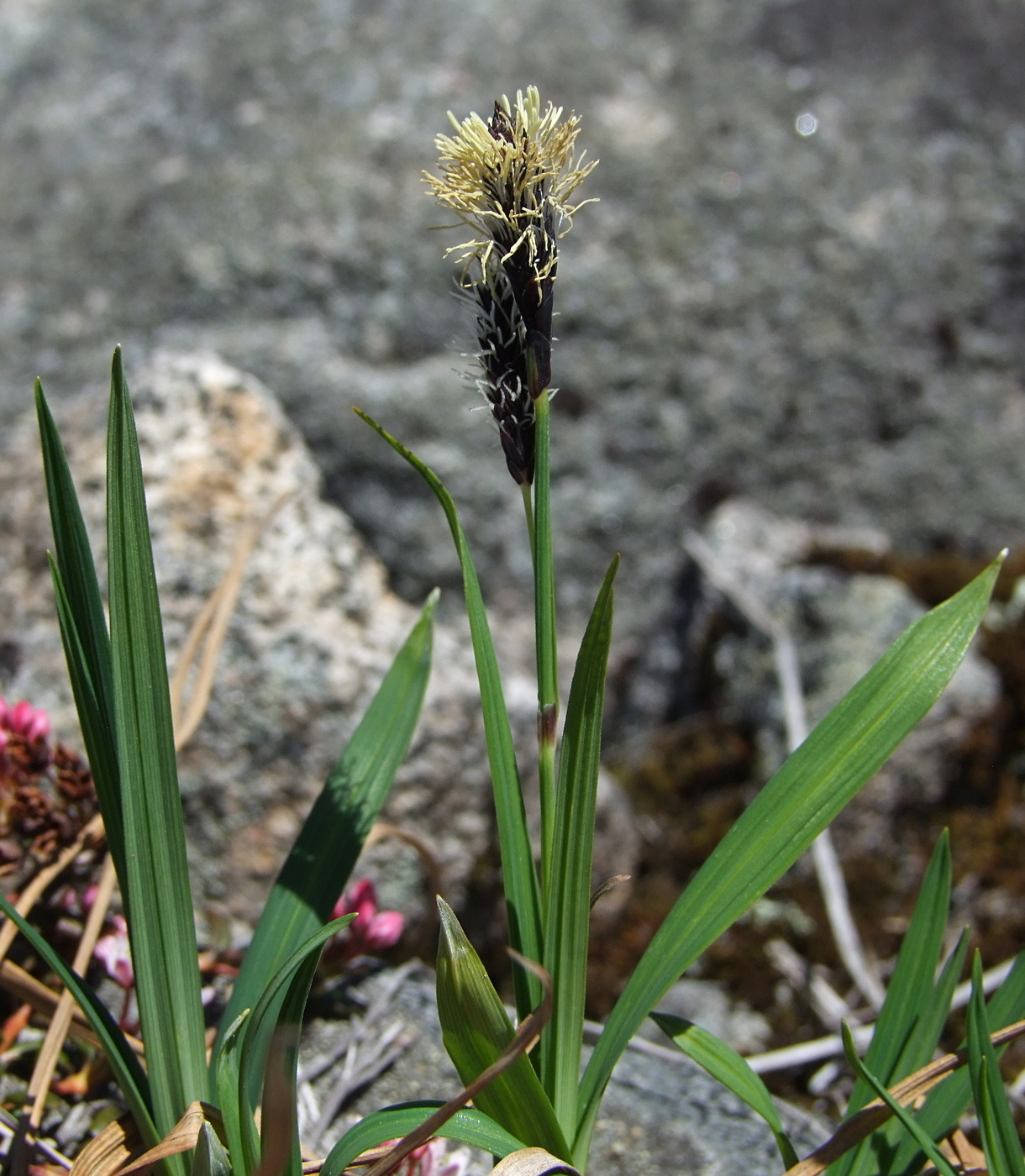 Изображение особи Carex riishirensis.