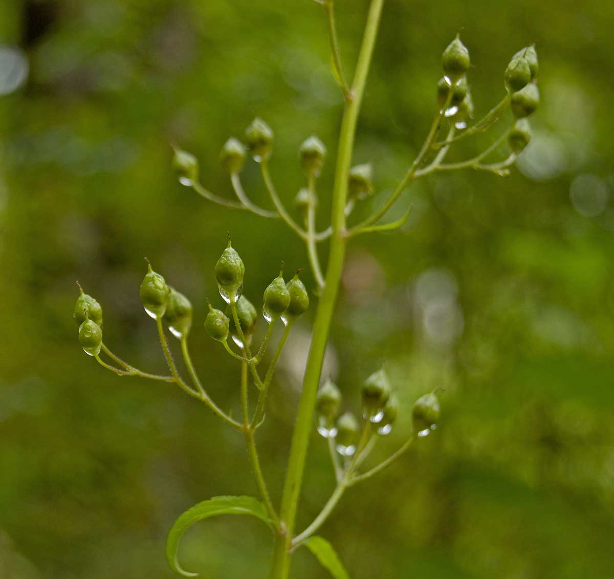 Изображение особи Scrophularia nodosa.