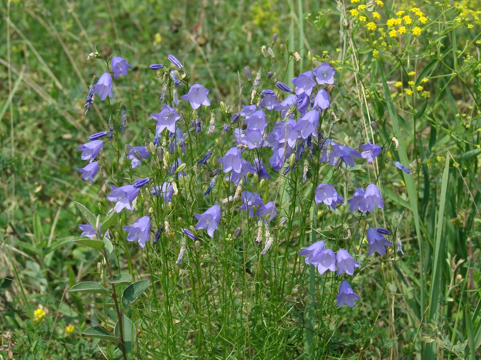 Изображение особи Campanula rotundifolia.