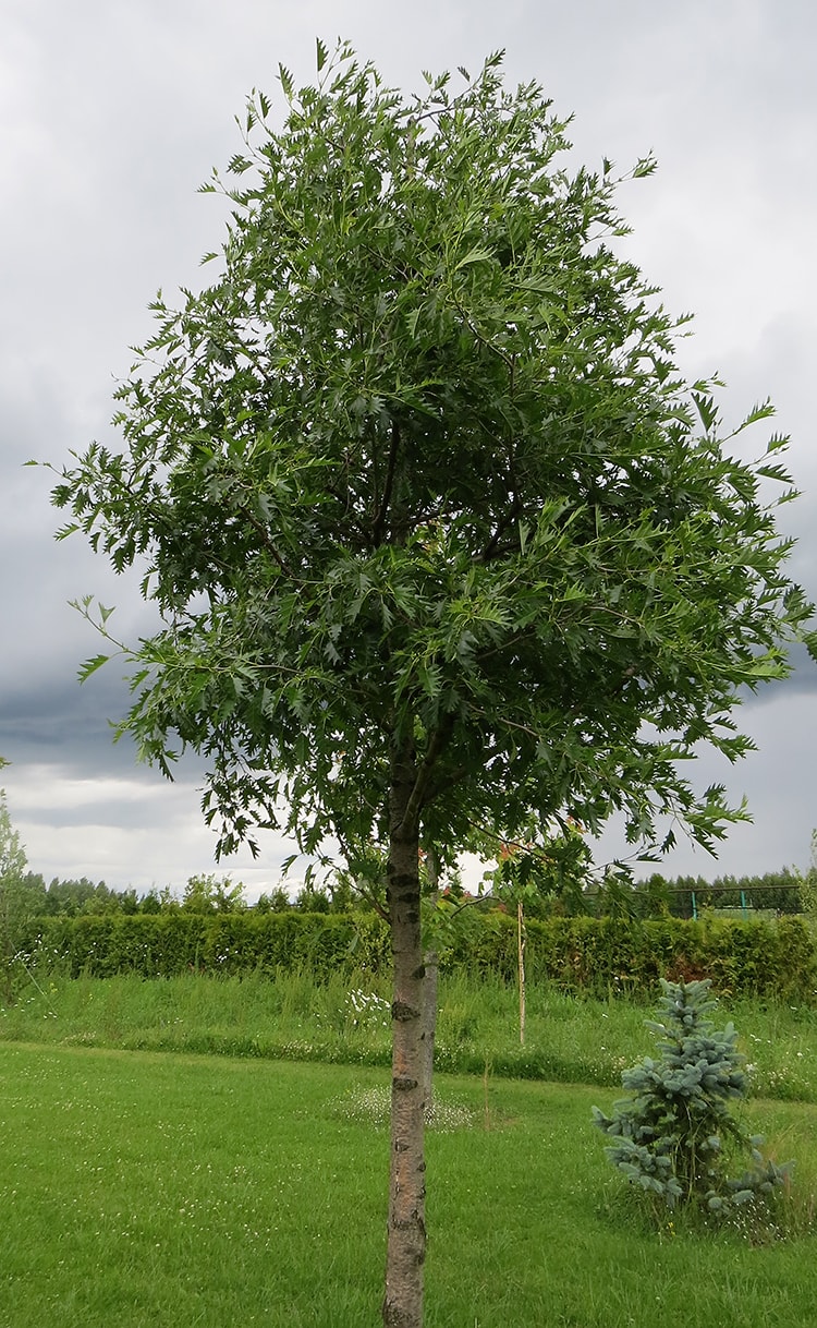 Image of Alnus incana specimen.