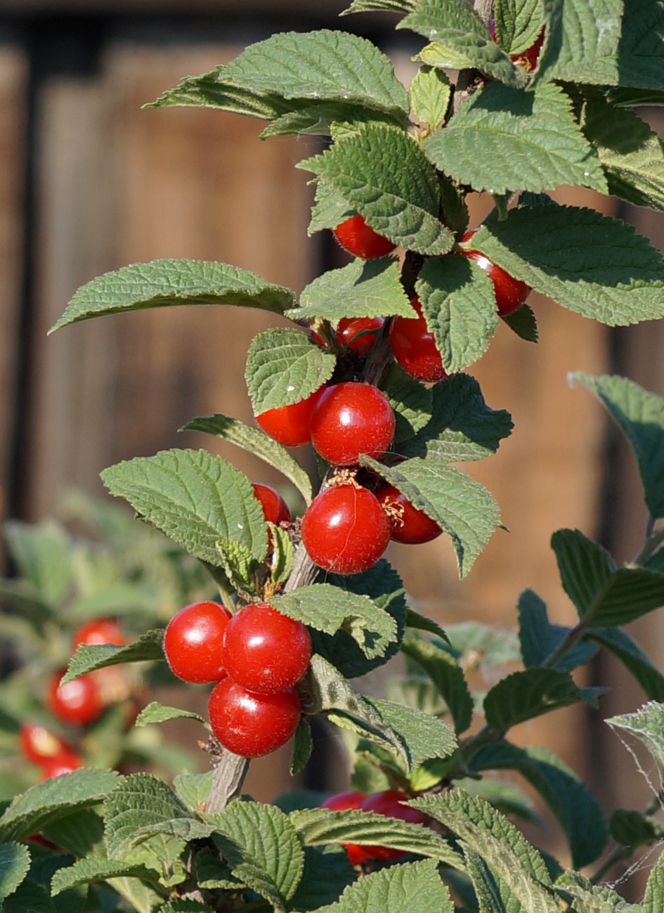 Изображение особи Cerasus tomentosa.