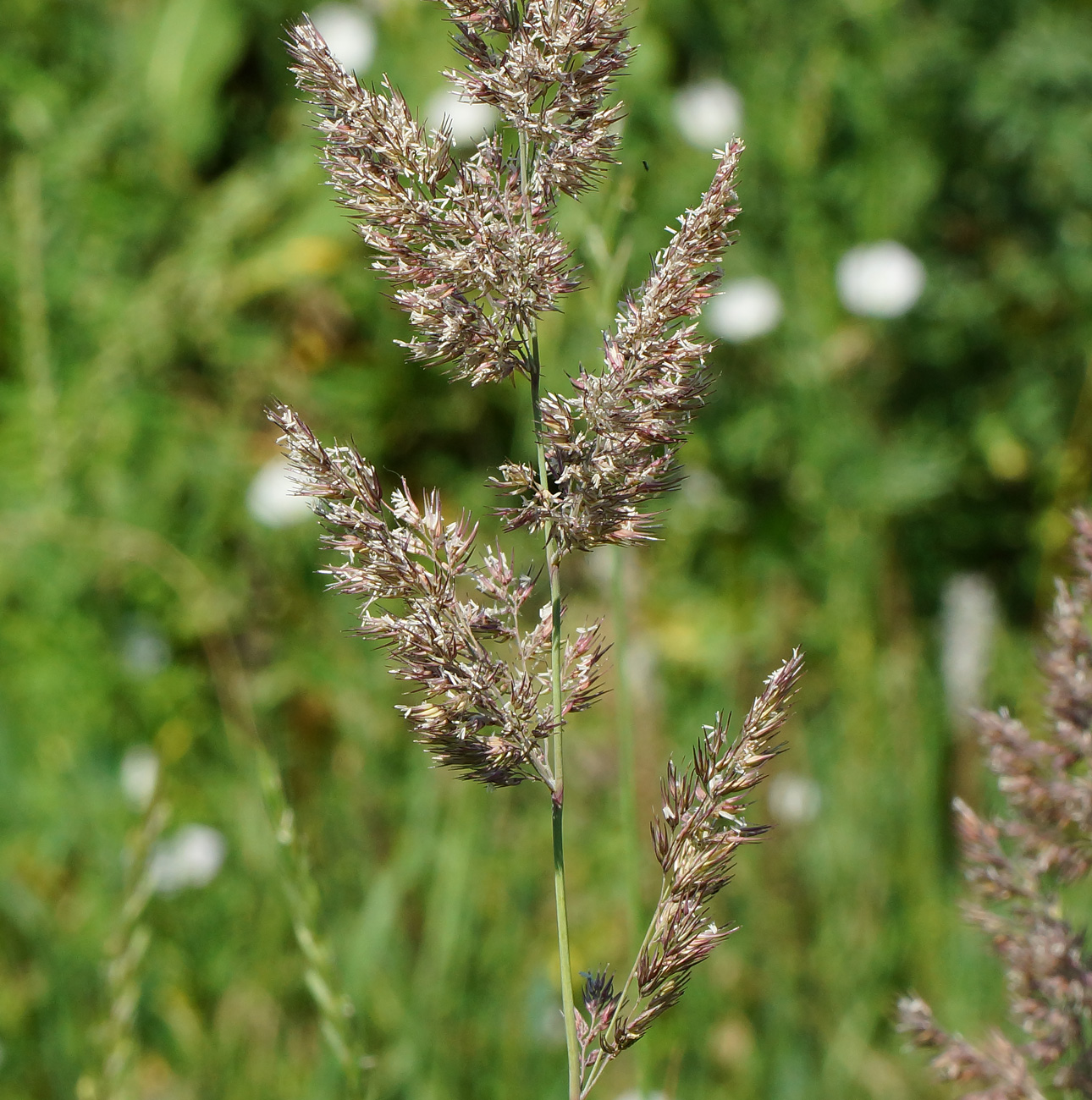 Image of Calamagrostis epigeios specimen.