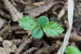 Carpinus orientalis