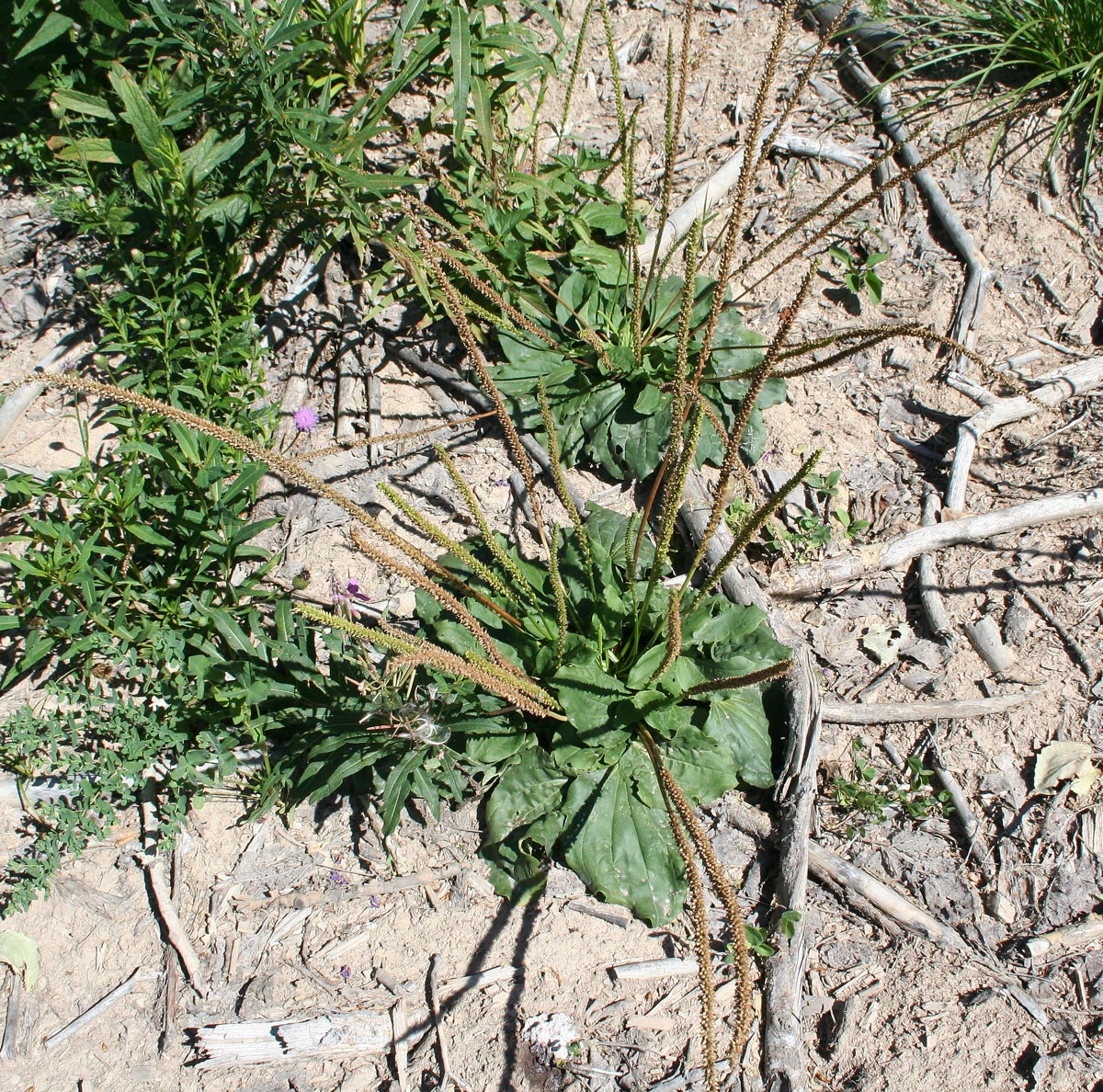 Изображение особи Plantago major.