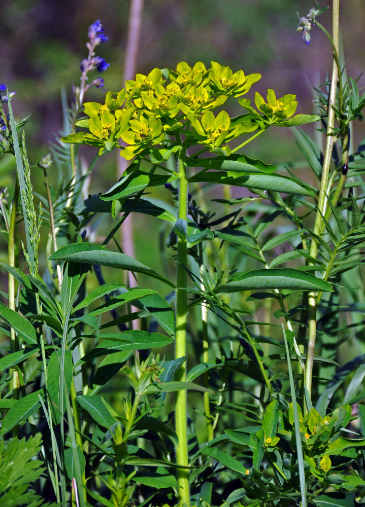 Image of Euphorbia pilosa specimen.