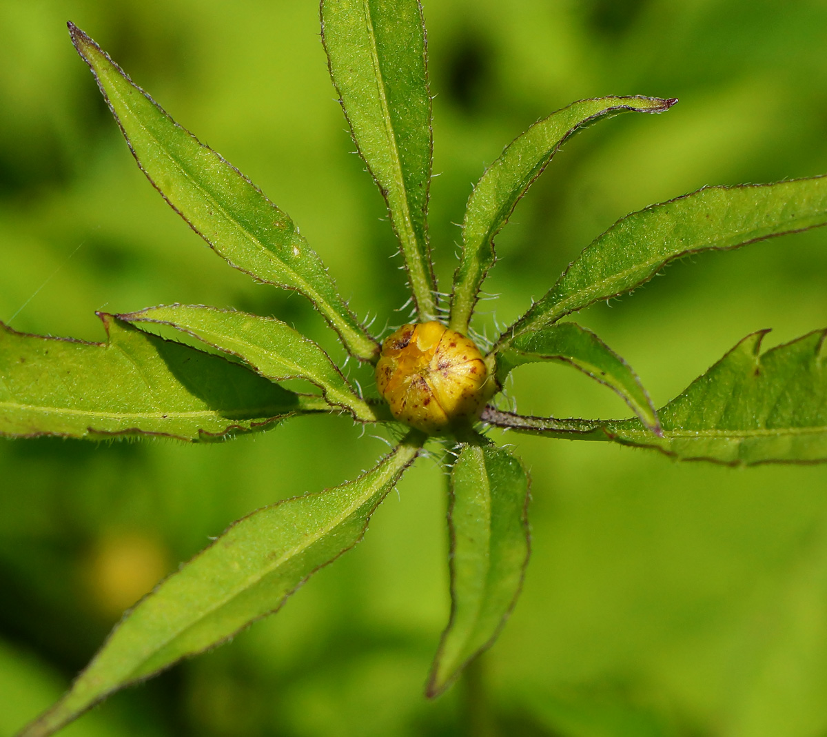 Изображение особи Bidens frondosa.