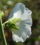 Alcea rosea. Цветок (вид сбоку). Восточный Казахстан, г. Усть-Каменогорск, правый берег р. Иртыш, обочина грунтовой дороги, самосев. 04.07.2017.