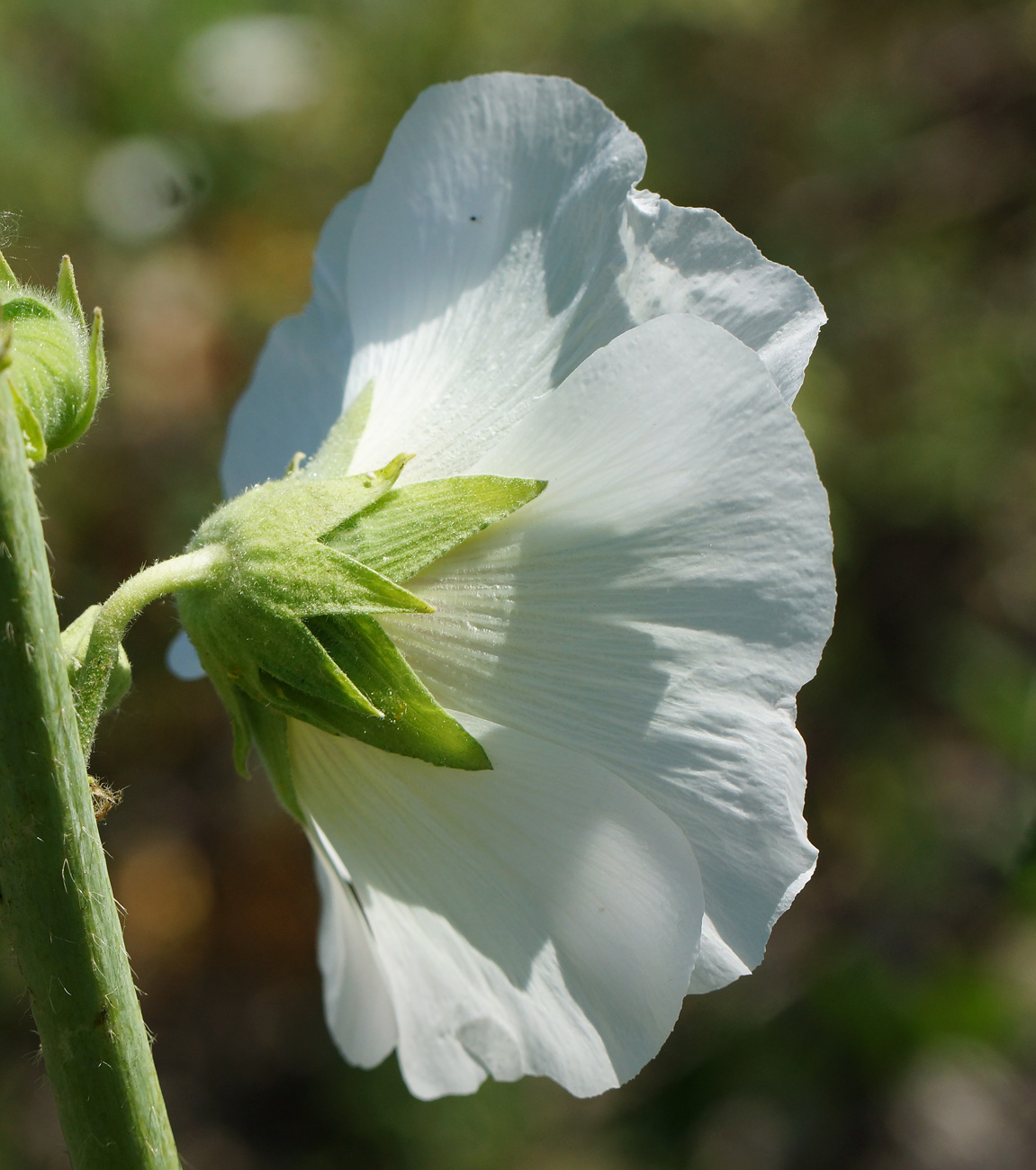 Изображение особи Alcea rosea.