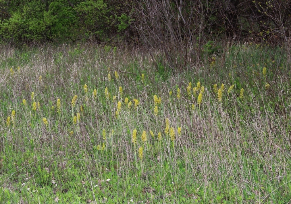 Image of Orchis punctulata specimen.