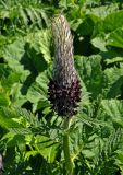 Pedicularis atropurpurea