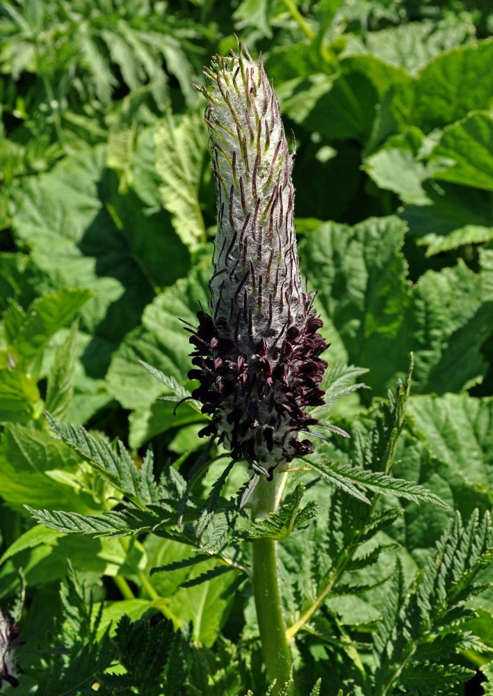 Image of Pedicularis atropurpurea specimen.