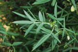 Zanthoxylum alatum