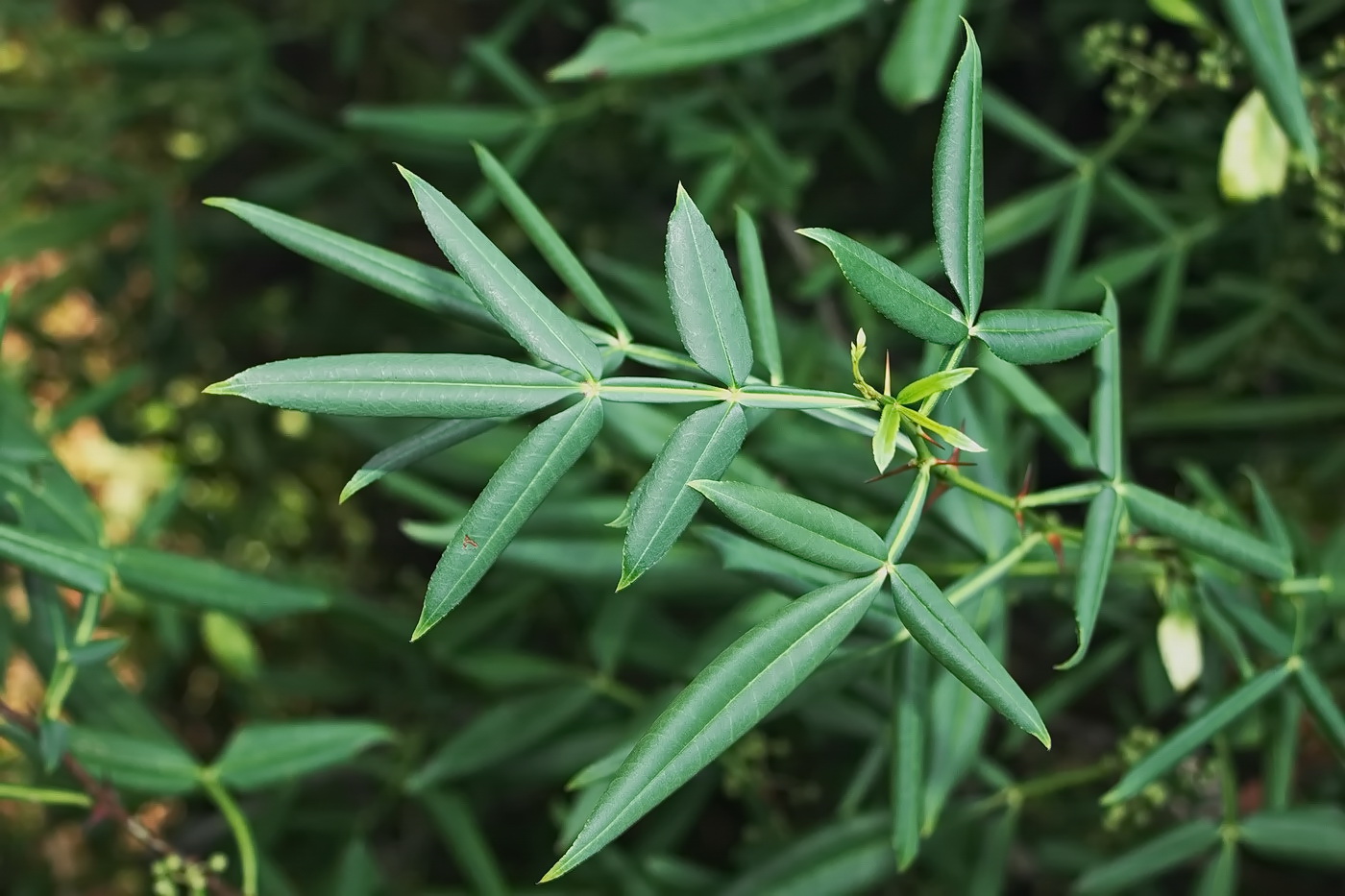 Изображение особи Zanthoxylum alatum.