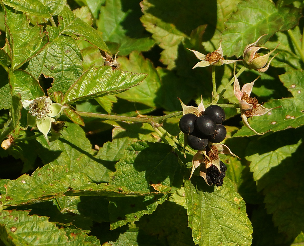 Изображение особи Rubus caesius.