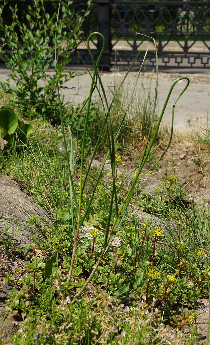 Изображение особи Allium montanostepposum.