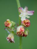 Rumex acetosa