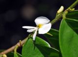Baphia nitida. Цветок. Малайзия, о-в Калимантан, г. Кучинг, в культуре. 12.05.2017.