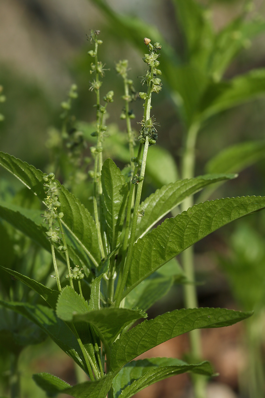 Изображение особи Mercurialis perennis.