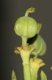 Image of taxon representative. Author is Татьяна Мальчинская