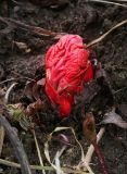 Rheum rhabarbarum
