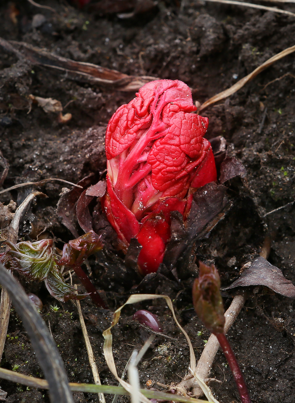 Image of Rheum rhabarbarum specimen.