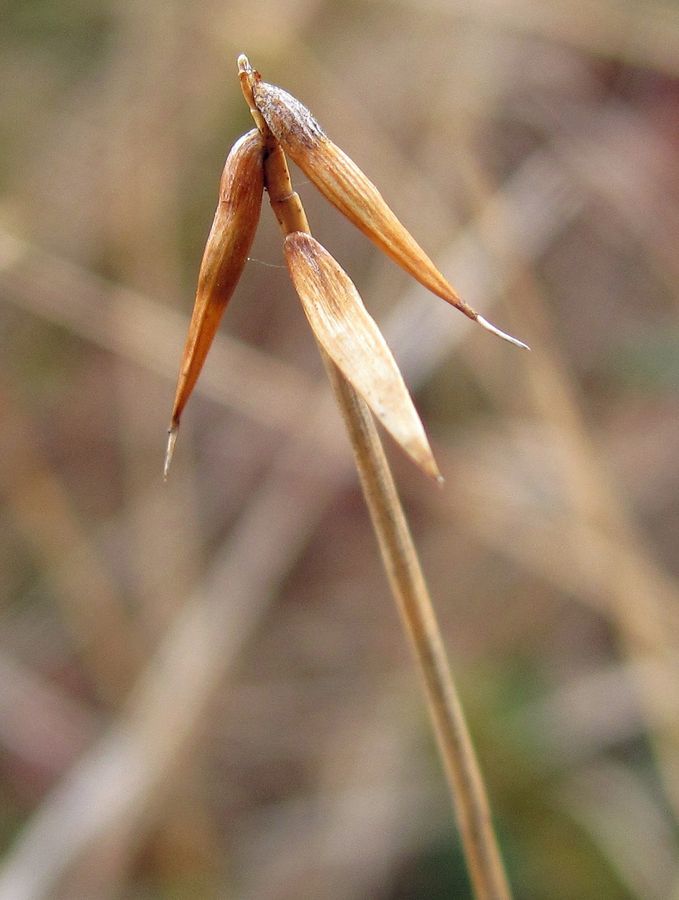 Изображение особи Carex pauciflora.