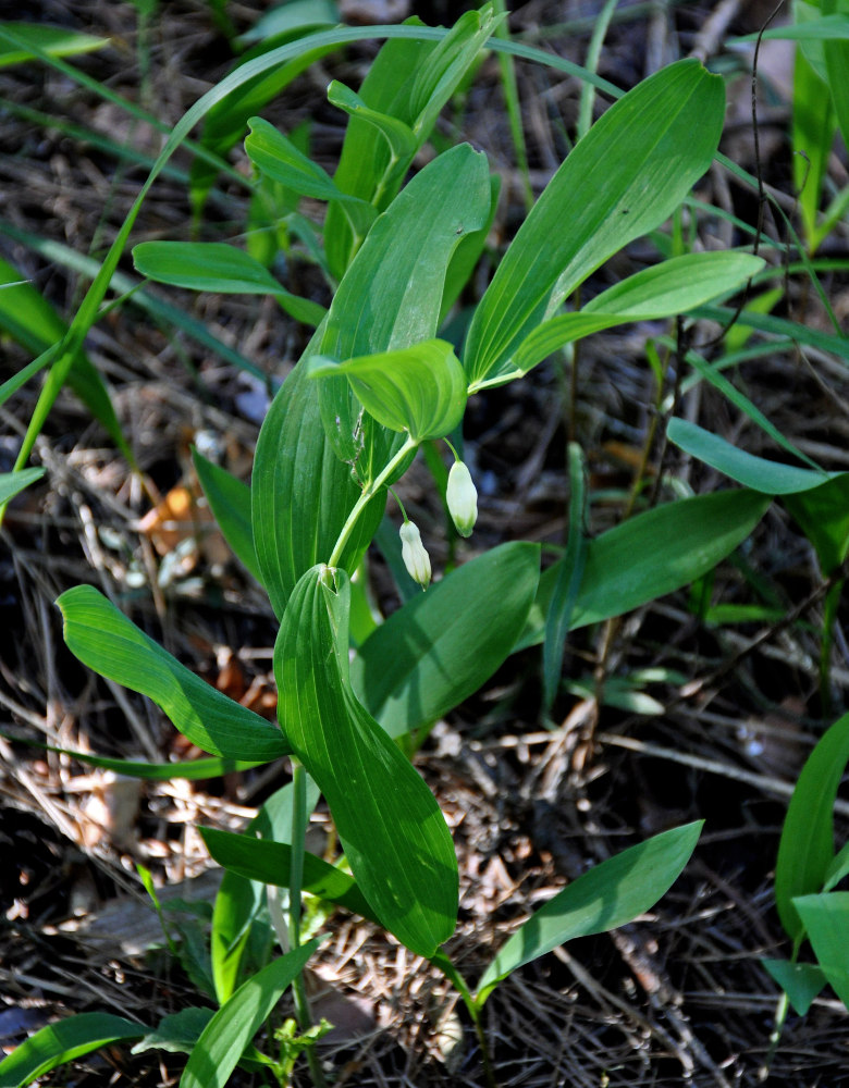 Изображение особи Polygonatum odoratum.