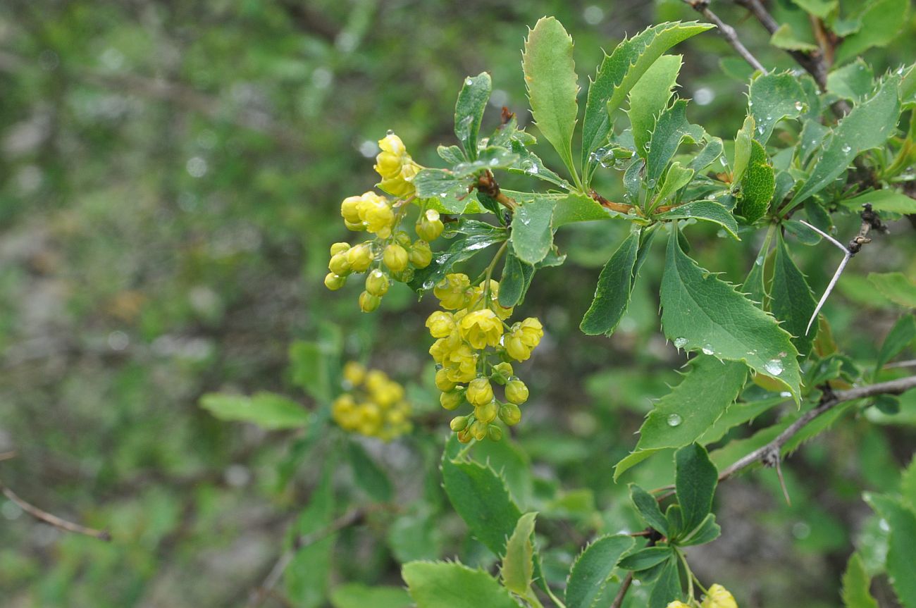 Изображение особи Berberis vulgaris.