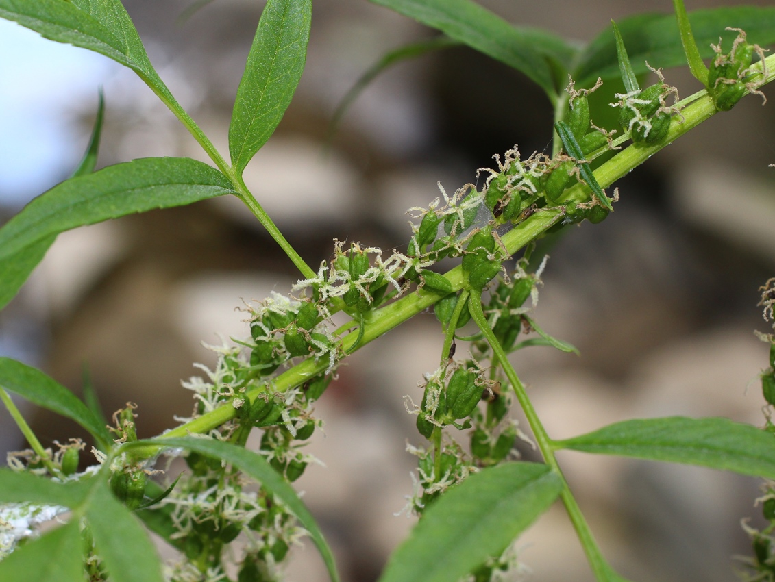Image of Datisca cannabina specimen.
