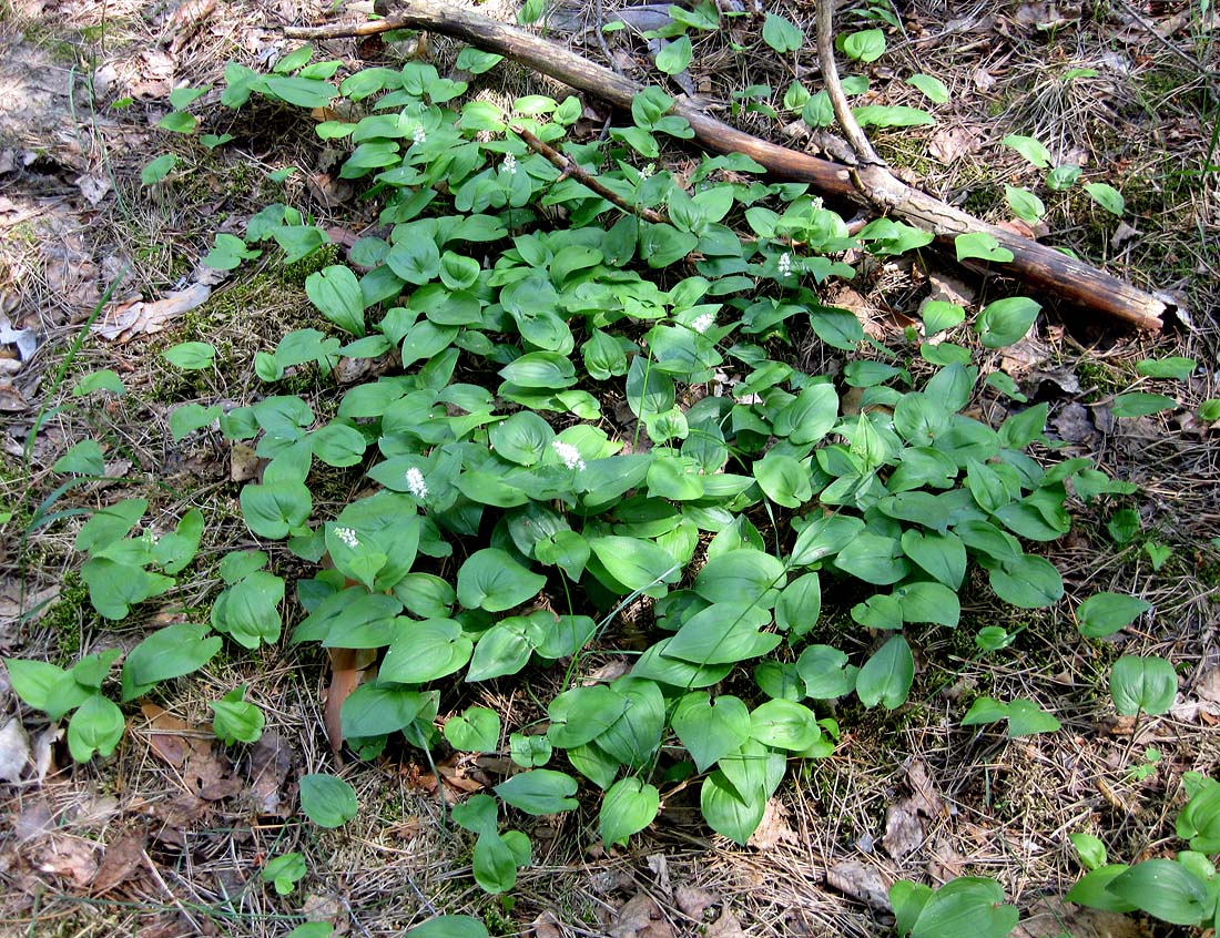 Image of Maianthemum bifolium specimen.