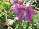 Nicotiana alata