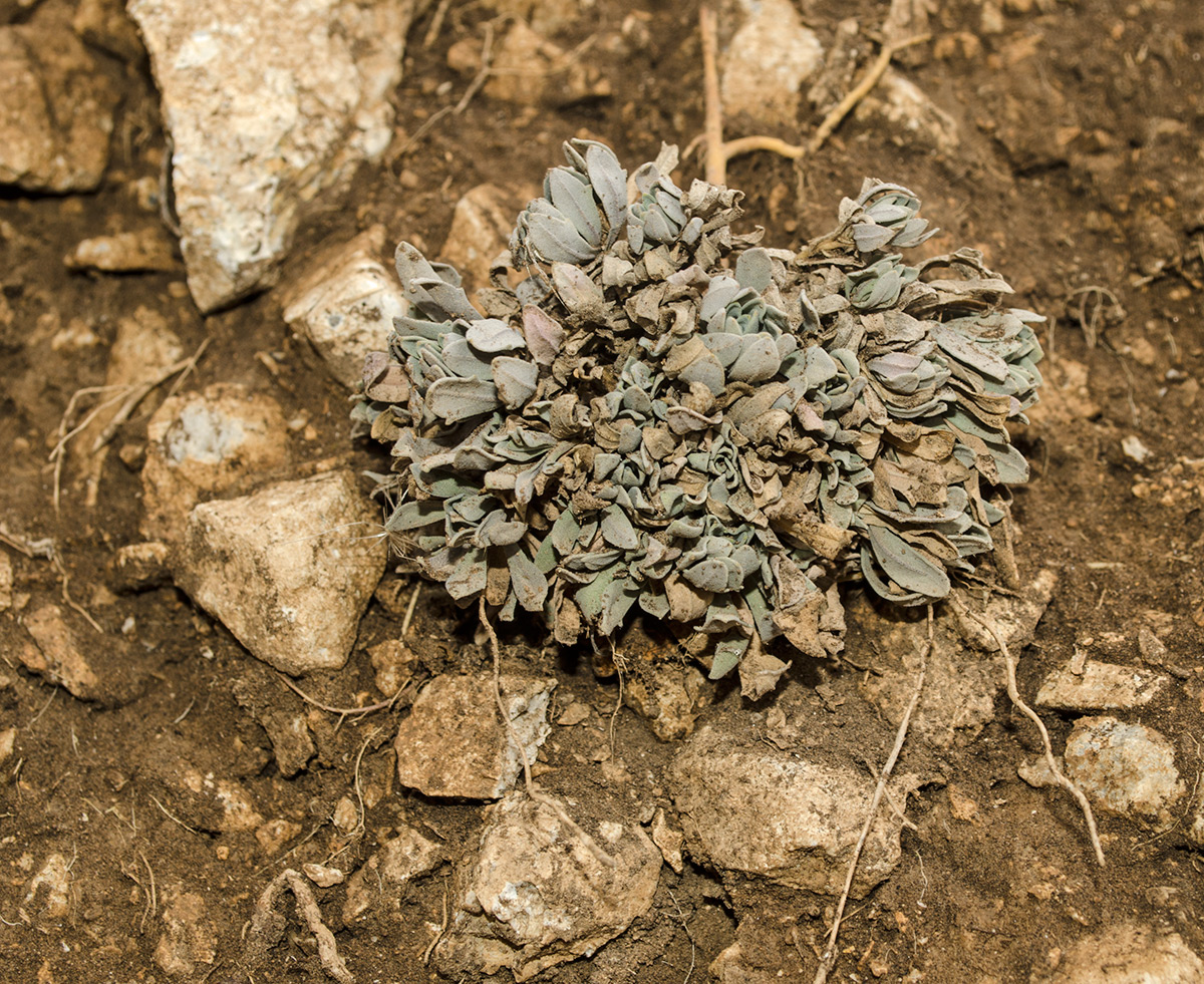 Image of Schivereckia podolica specimen.