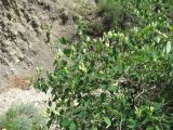 Lonicera iberica. Ветви с цветками. Дагестан, окр. с. Талги, каменистый склон. 15.05.2018.