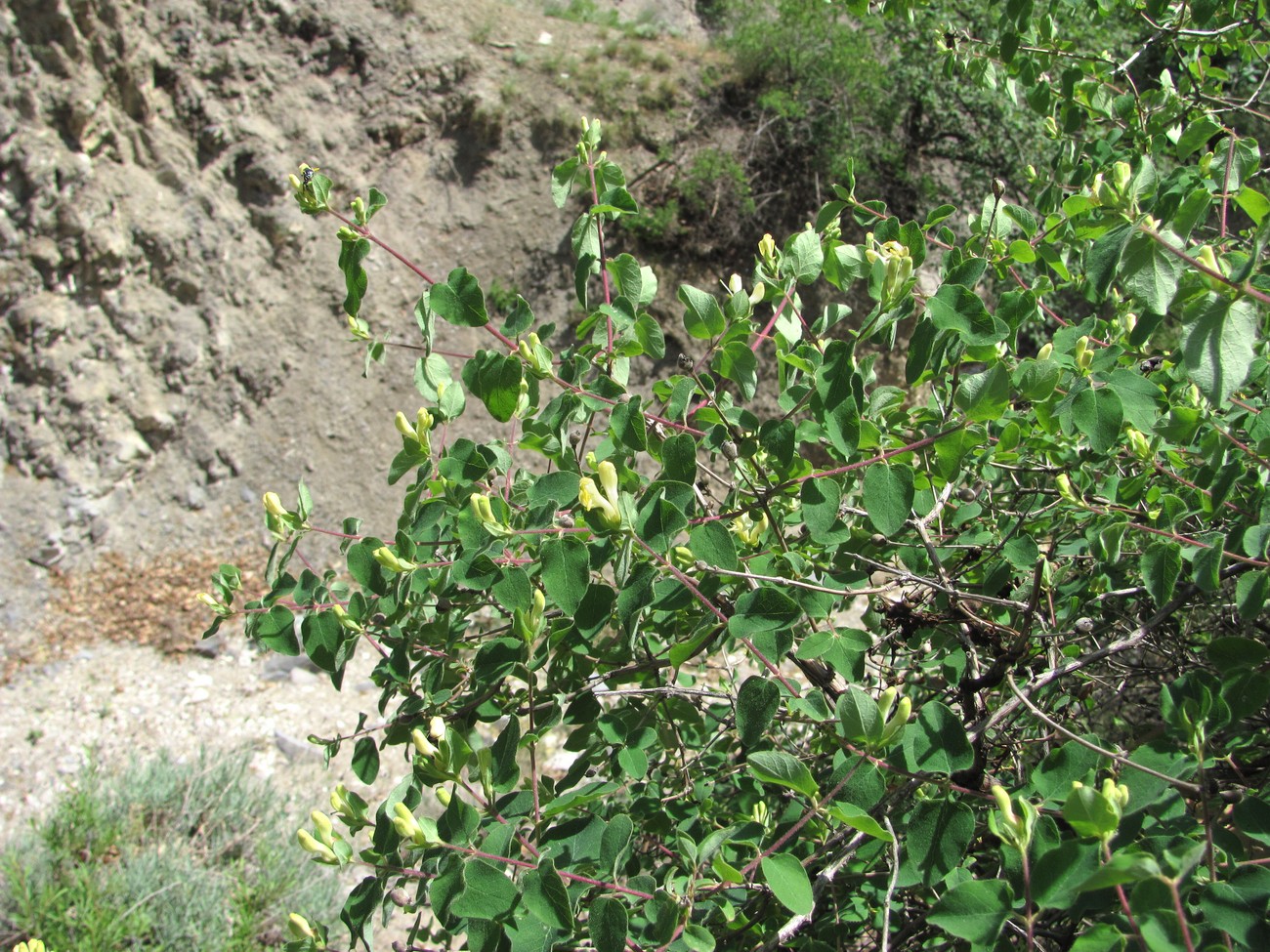 Image of Lonicera iberica specimen.