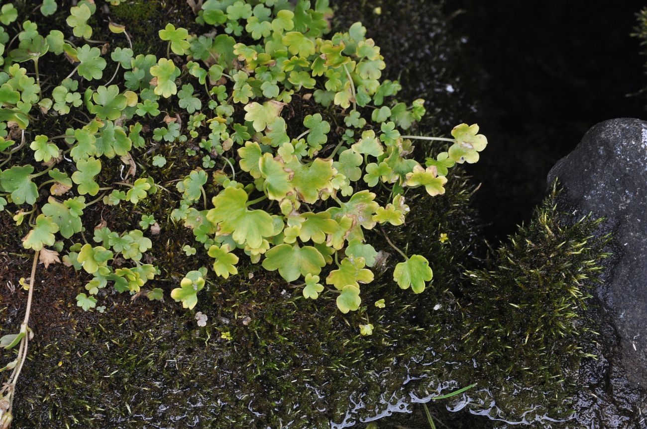 Изображение особи Saxifraga sibirica.