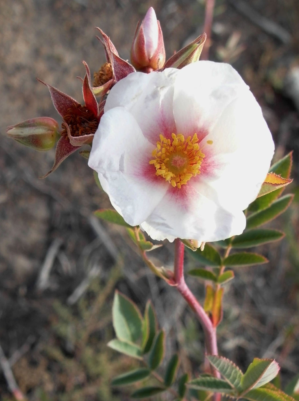 Image of genus Rosa specimen.