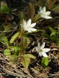 Trientalis europaea