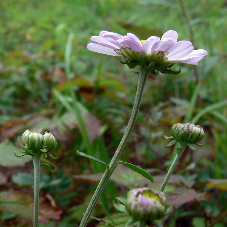 Изображение особи Chrysanthemum zawadskii.