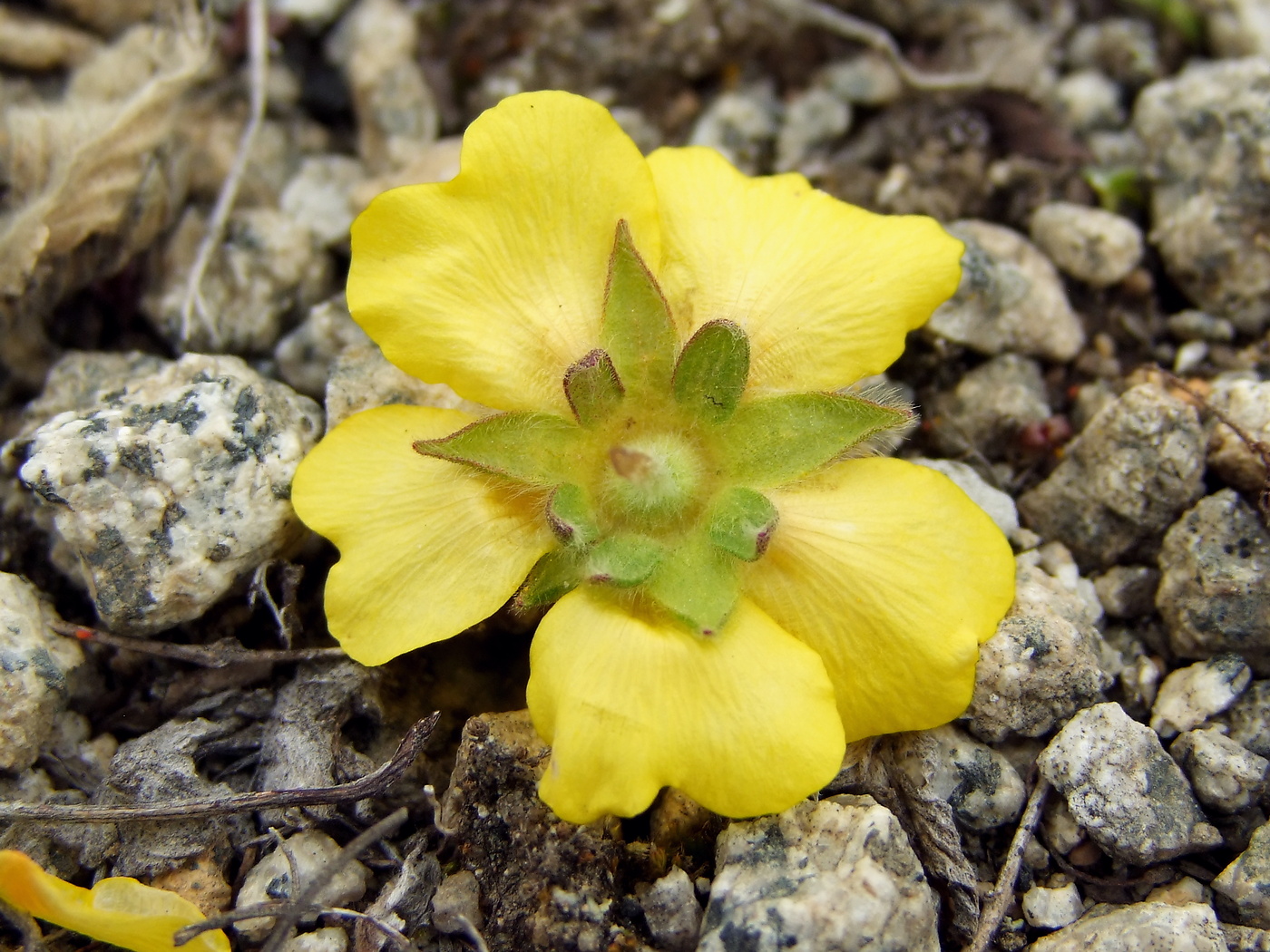 Изображение особи Potentilla fragiformis.